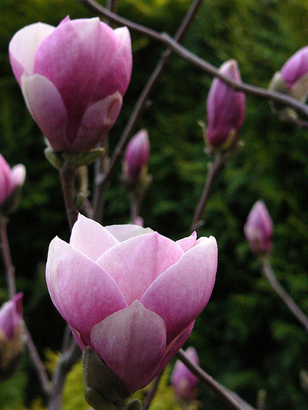 Magnolia Rustica Rubra - kwiaty w kształcie kielichów, w pąku intensywnie różowe po rozwinięciu z nutą czystej bieli