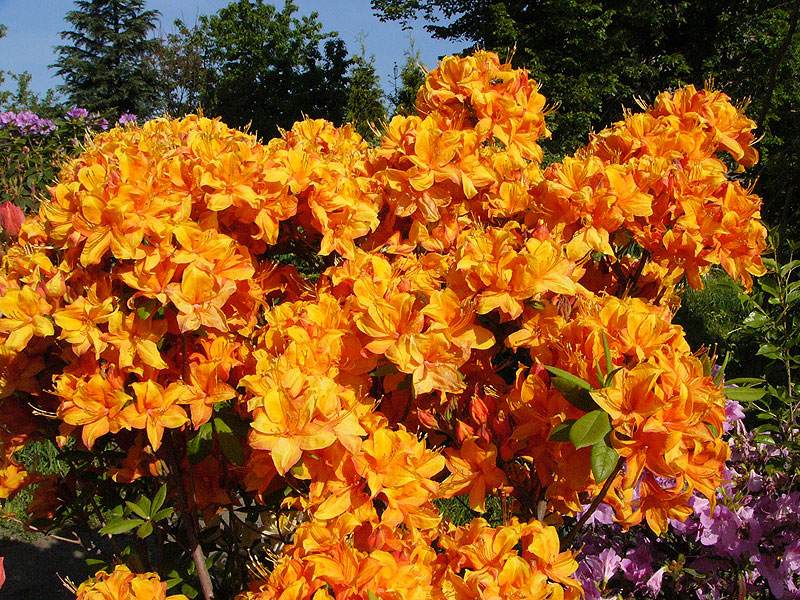 Azalia – intensywna pomarańczowa plama utworzona z drobnych kwiatów pięknie kwitnącej azalii