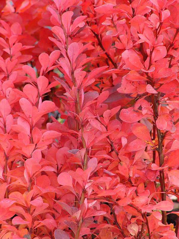 Berberys Orange Rocket – drobne liście i kolce berberysu wczesną jesienią, kolorystyka purpurowo-pomarańczowa