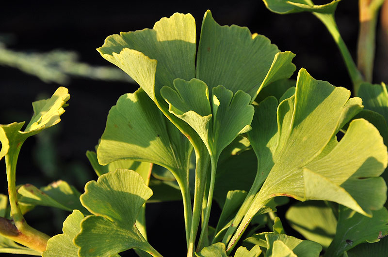 Miłorząb Mariken – piękne, wachlarzowate i finezyjnie karbowane zielone liście, jesienią złocistożółte
