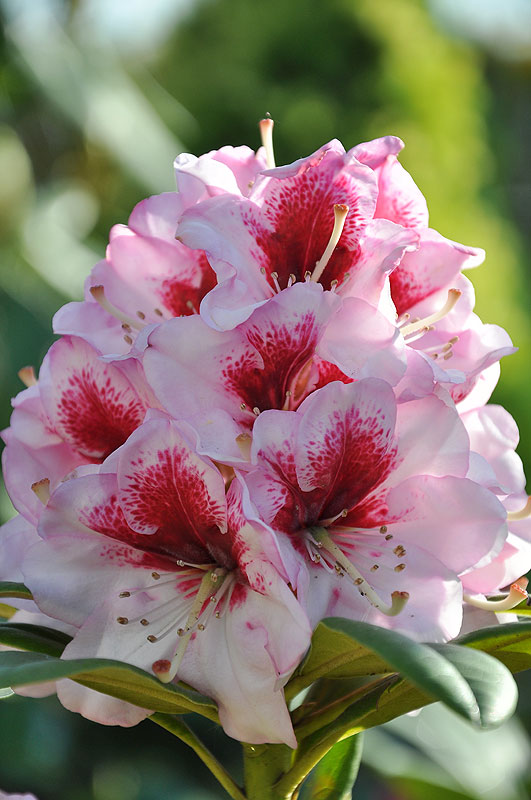 Różanecznik Danuta – piękny kwiatostan osadzony na łodydze z zielonymi, długimi, skórzanymi liśćmi, kwiaty jasnoróżowe z ciemnym rysunkiem na górnym płatku