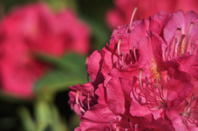 Różanecznik – ciemnoróżowy kwiatostan o delikatnych płatkach z widocznym słupkiem wraz z pręcikami