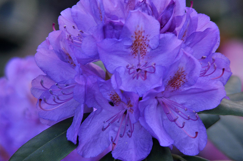 Różanecznik Catawbiense Grandiflorum – szerokostożkowy kwiatostan wkomponowany w podłużnie eliptyczne, ciemnozielone, lekko błyszczące liście, kwiaty dość duże, jasnofioletowe, z wyraźnym, czerwonożółtym rysunkiem na górnym płatku