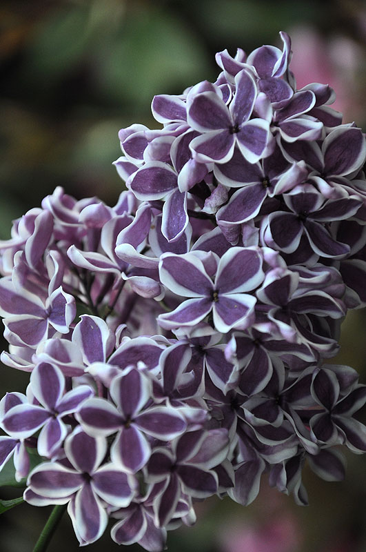 Lilak Sensation - pojedyncze, purpurowe kwiaty, z wyraźnym białym obrzeżeniem płatków, pachnące, tworzą luźne, wydłużone wiechy - odmiana ceniona za oryginalną barwę kwiatów