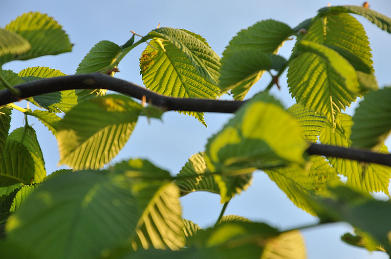 Wiąz Camperdownii – oświetlone popołudniowym, letnim słońcem duże i szorstkie, gęsto pokrywające pędy, liście wiązu, gałęzie i liście wygięte do dołu i zwisające