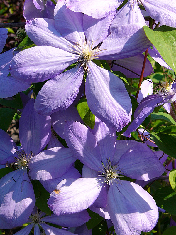 Powojnik wielkokwiatowy – grupa płaskich, dużych, jasnofioletowych kwiatów jednej z odmian powojnika wielkokwiatowego