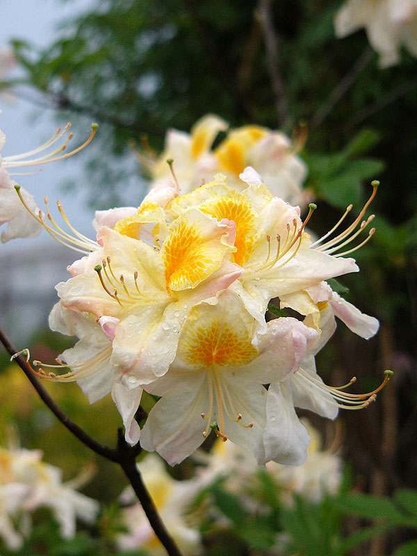 Azalia Persie – piękne delikatne czysto białe kwiaty, ze złotożółtą plamką na górnym płatku i lekko pofalowanym brzegiem, zebrane po kilka sztuk w zwarte, kuliste kwiatostany