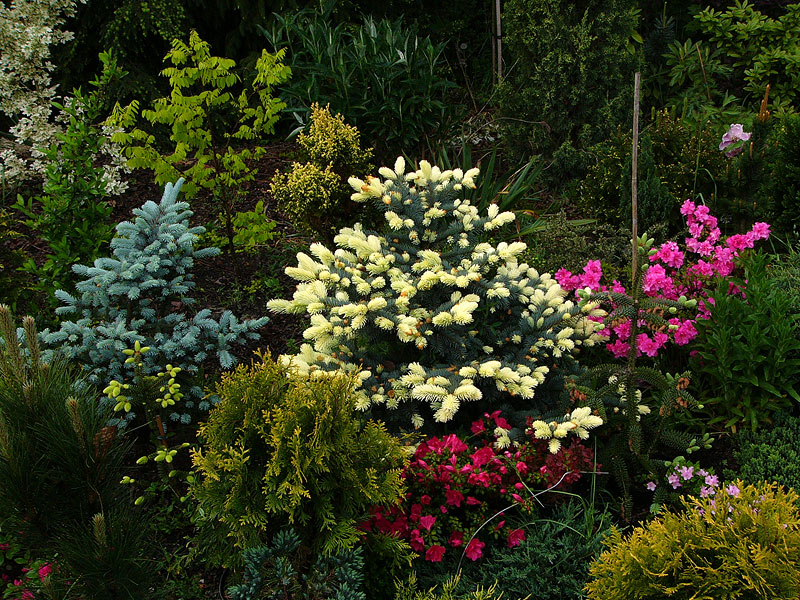 Grupa roślin - w centralnym miejscu świerk kłujący Białobok, o młodym przyroście w kolorze kremowym, po lewej świerk srebrny Glauca Gobosa, a także kwitnące azalie, świerk wężowy i cyprysiki