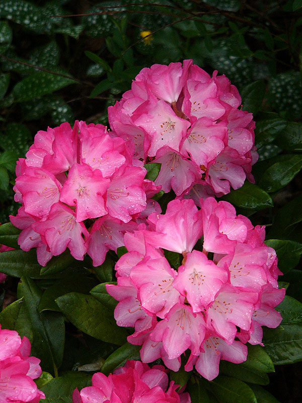 Różanecznik Daniela – rozwinięte kwiaty w środku bardzo jasnoróżowe, z ciemnoróżowym, kontrastowym, lekko pofalowanym brzegiem, zebrane po kilkanaście sztuk w efektowne, kuliste, kwiatostany