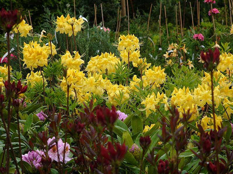 Grupa azali i rododendronów w różnorakich kolorach