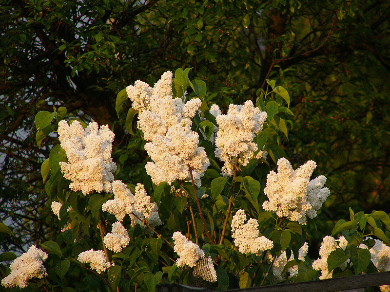 Lilak pospolity Mme lemoine – duże, pełne, czystobiałe (kremowe przy wieczornym słońcu) kwiaty o szerokich płatkach, w gęstych kwiatostanach