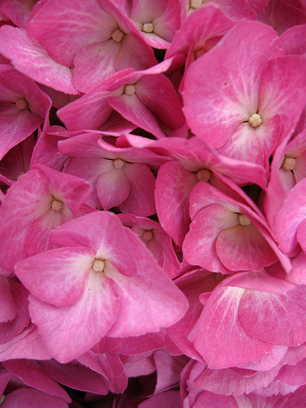 Hortensja ogrodowa – różowe z jasnym, żyłkowatym środkiem kwiaty jednej z odmian hortensji ogrodowej