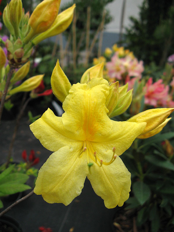 Azalia – pojedynczy, intensywnie żółty kwiat azali, na drugim planie nierozwinięte jeszcze pąki