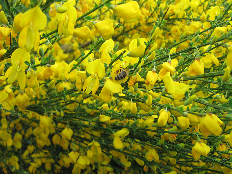 Szczodrzeniec Allgold - zielone gałązki szczodrzeńca obsypane intensywnie żółtymi kwiatami