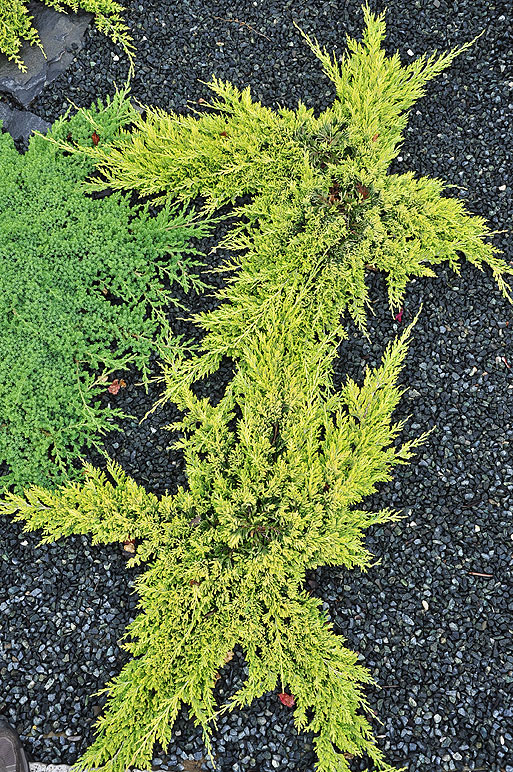 Jałowiec płożący Golden Carpet, jałowiec rozesłany Procumbens Nana - po lewej płożące się po ziemi pędy z zielononiebieskimi, krótkimi igłami. Centralnie złocistożółte wałeczkowate pędy o kształcie gwiazdy