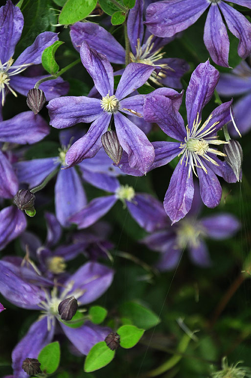 Powojnik Arabella – gwieździste kwiaty o zmieniającej się z fioletowej na niebieską barwie, rozjaśnione białymi pręcikami