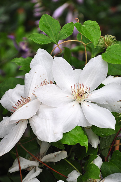 Powojnik wielkokwiatowy – lśniąco białe kwiaty powojnika z koroną jasnoróżowych pręcików w centralnym miejscu