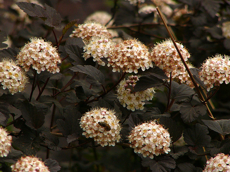 Pęcherznica Diabolo – kremowobiałe kwiaty pęcherznicy Diabolo, w baldachowatych, półkulistych kwiatostanach mocno kontrastujące z listowiem