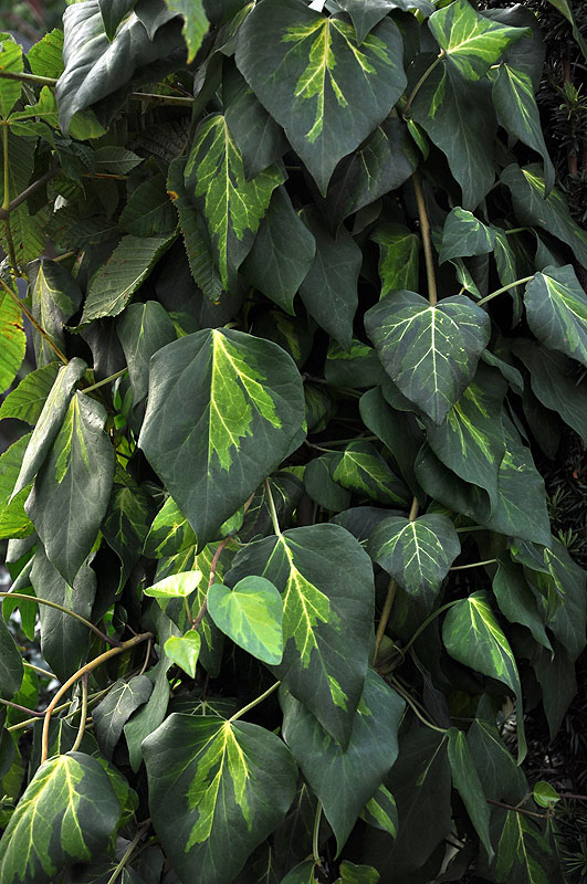 Bluszcz Sulphur Heart - efektywne, gładkie liście bluszczu z centralną częścią blaszki liściowej ze smugami w kolorze od biało-żółtego poprzez jasną do ciemnej zieleni