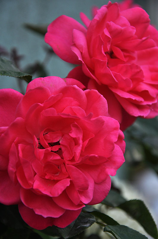 Róża – dwa ciemnoróżowe kwiaty róży z bogactwem cienkich i delikatnych płatków