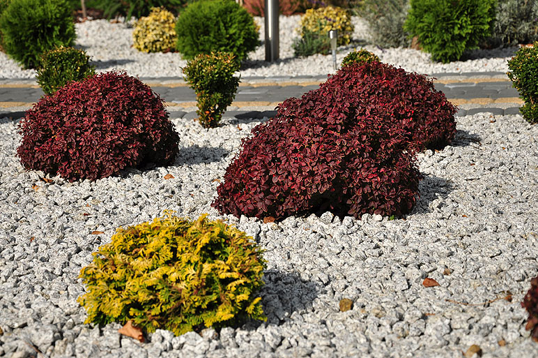 Grupa roślin miniaturowych i wolnorosnących – na pierwszym planie żółtawy cyprysik miniaturowy, w tle purpurowe berberysy Admiration oraz małe bukszpany