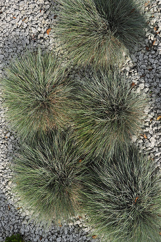 Kostrzewa sina – grupa czterech traw tworzących zwarte kuliste poduszki o niebieskozielonych liściach
