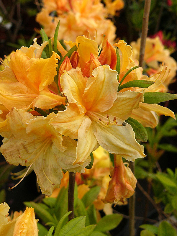 Azalia wielkokwiatowa – jasnożółte kwiaty oraz pomarańczowe pąki azalii zebrane u szczytu pojedynczej łodygi