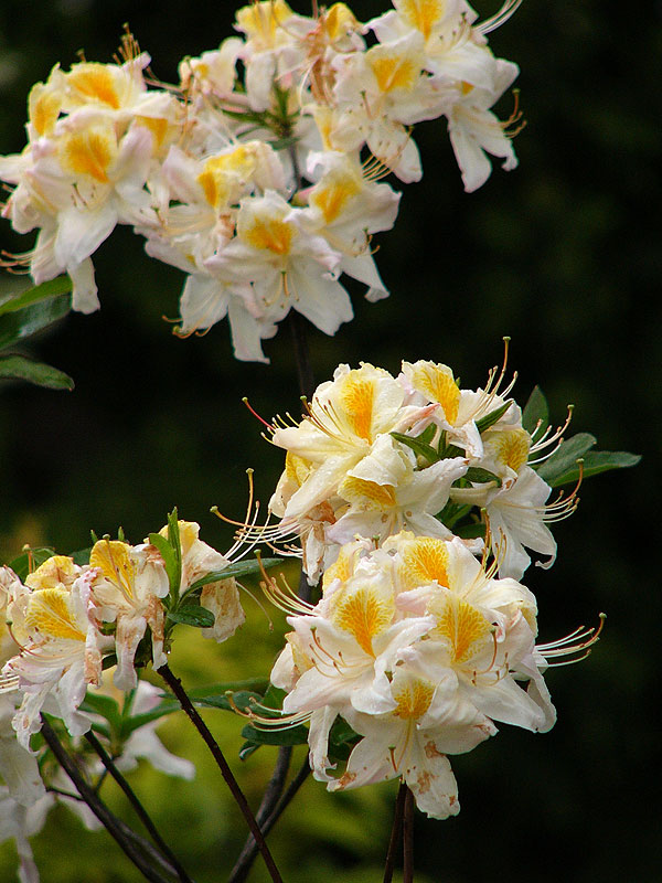 Azalia Persie – czysto białe kwiaty azali Persil, ze złotożółtą plamką na górnym płatku i lekko pofalowanym brzegiem, zebrane po 8-12 sztuk w zwarte, kuliste kwiatostany