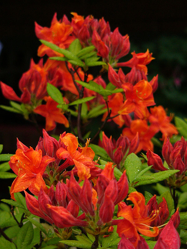 Azalia Fireball – ciemnoczerwone kwiaty i pąki azali Fireball, z lekkim pomarańczowym odcieniem, szeroko otwarte, z płatkami częściowo odgiętymi do tyłu, zebrane po około 10 sztuk w efektowne, kuliste kwiatostany